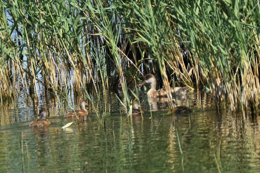 Red-crested Pochard