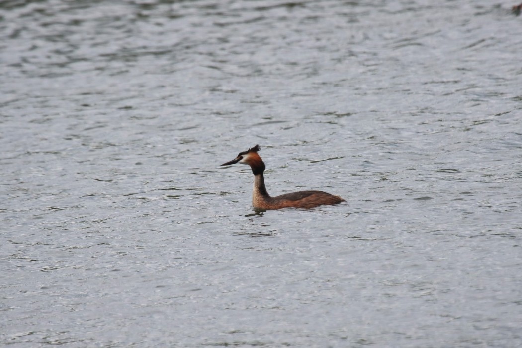 Great Crested Grebe