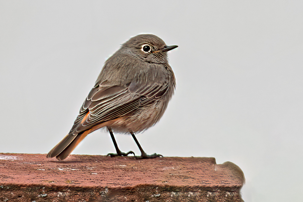 Black Redstart