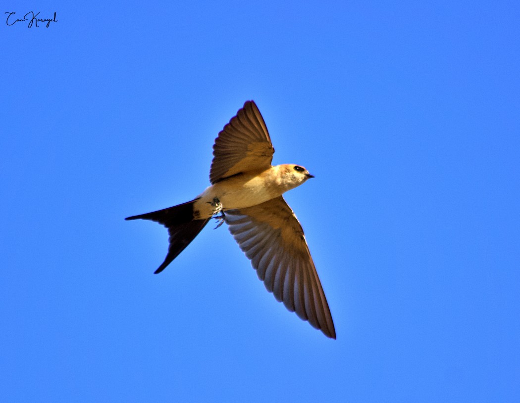 Red-rumped Swallow