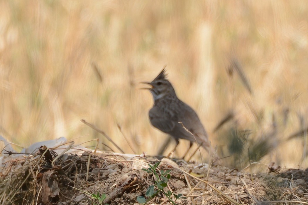 Crested Lark