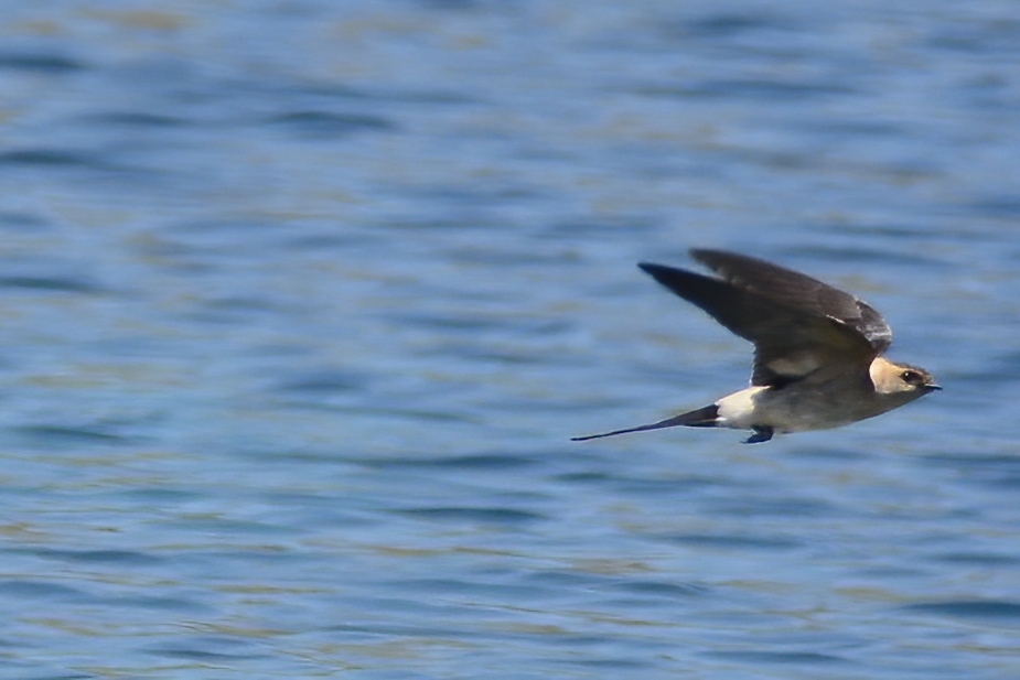 Red-rumped Swallow
