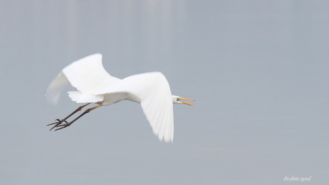 Great Egret