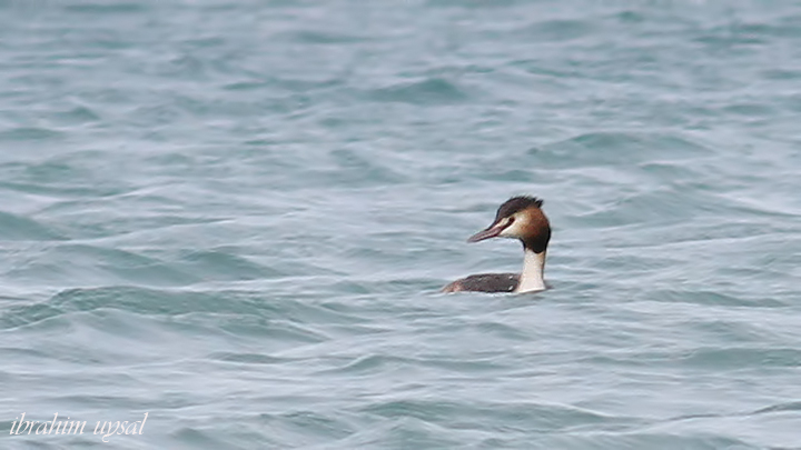 Great Crested Grebe
