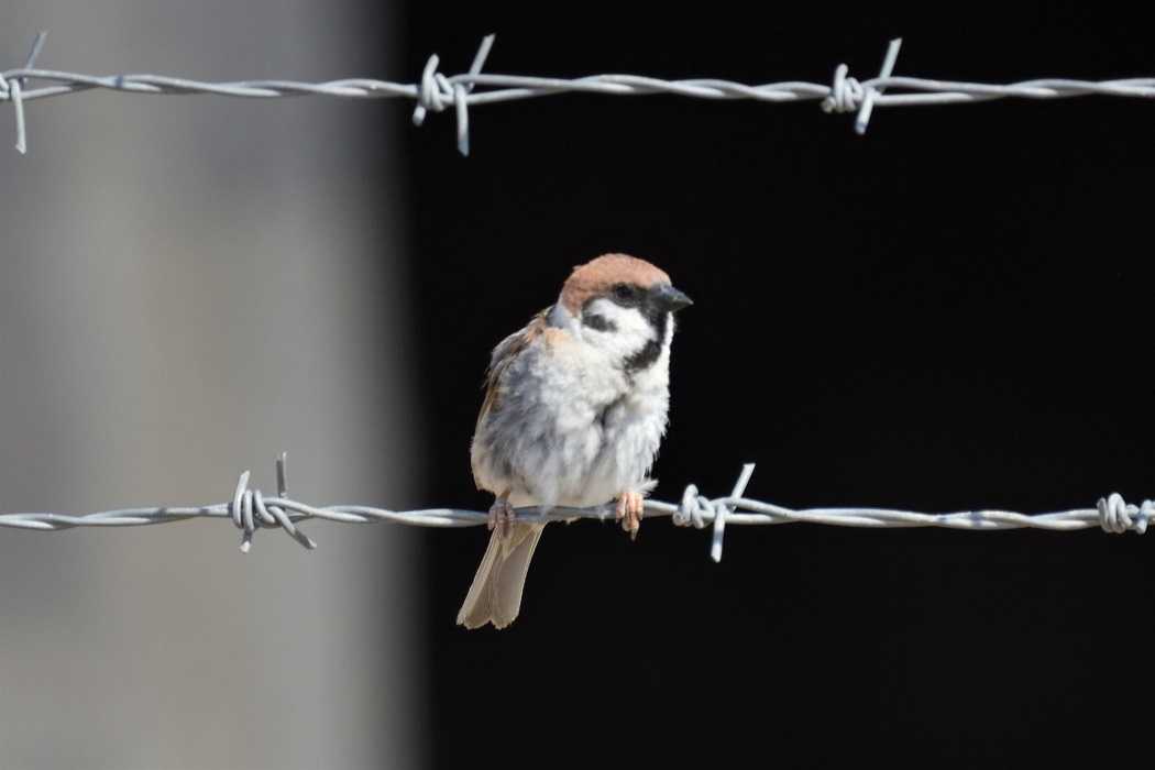 Eurasian Tree Sparrow