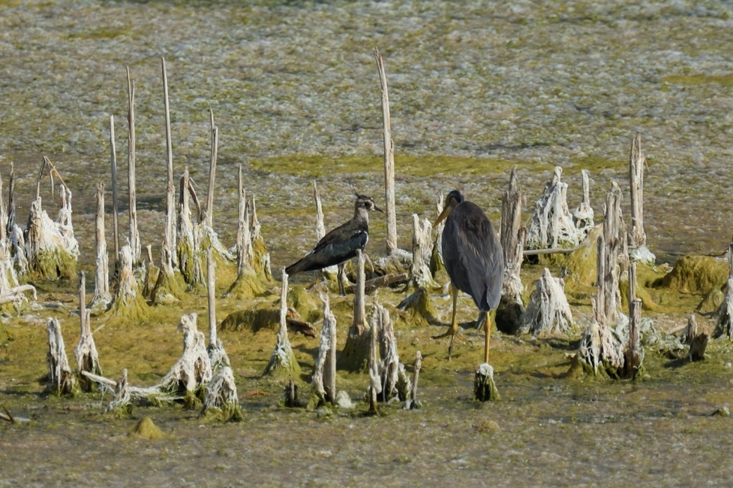 Northern Lapwing