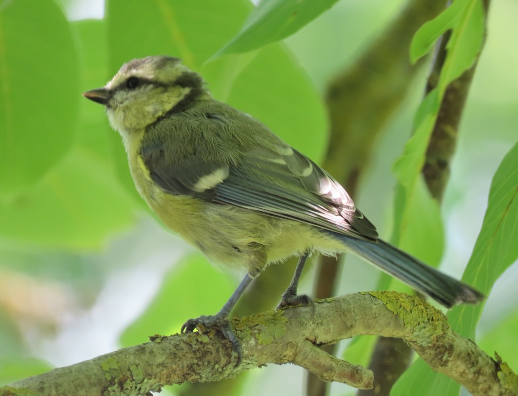 Eurasian Blue Tit
