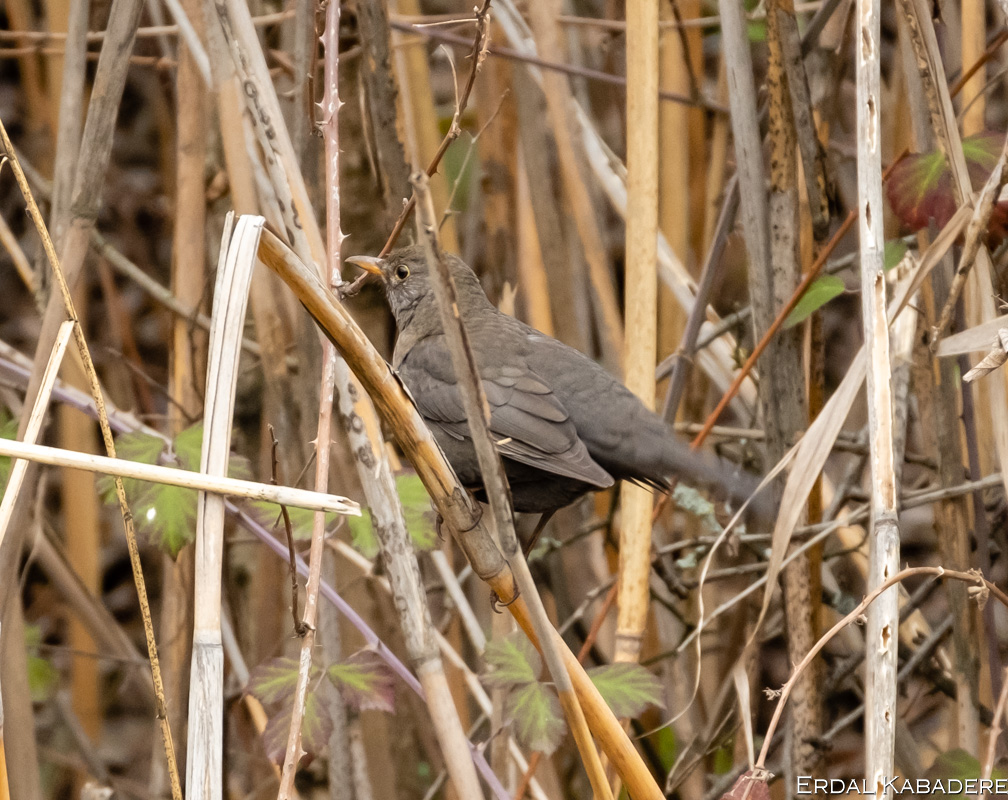 Common Blackbird