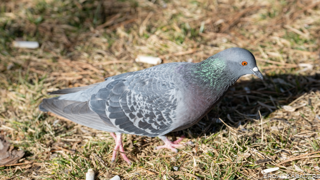 Rock Dove