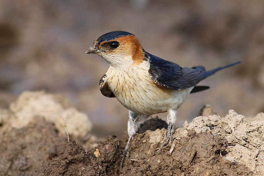Red-rumped Swallow