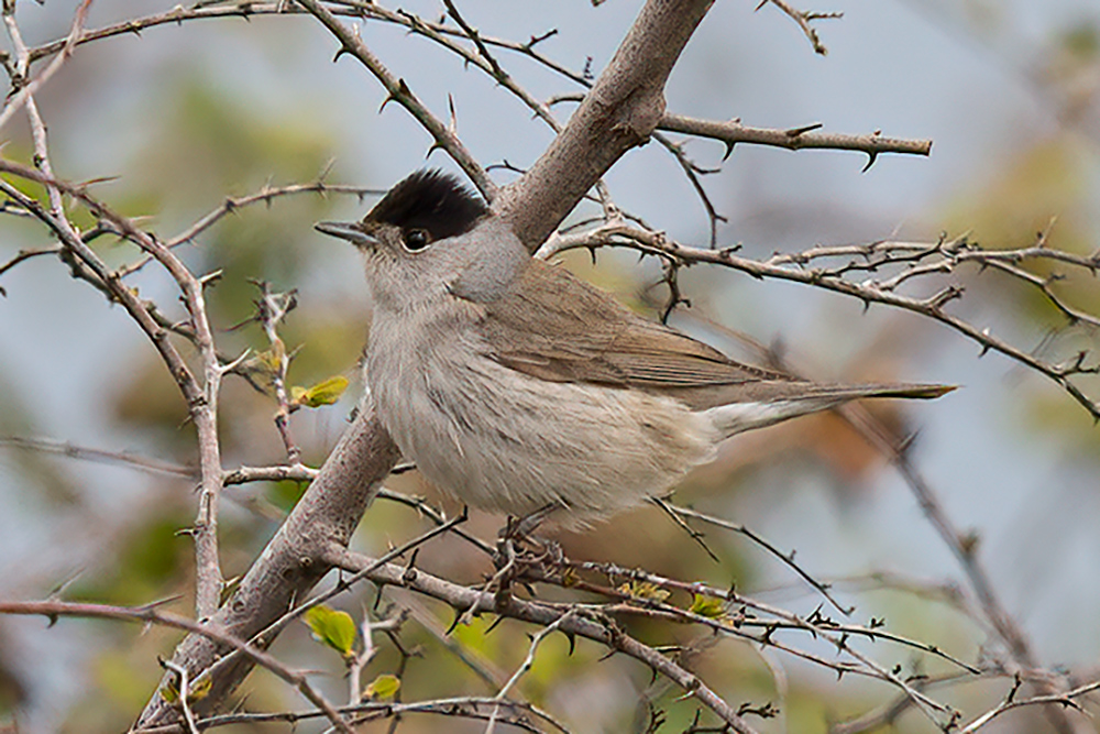 Eurasian Blackcap
