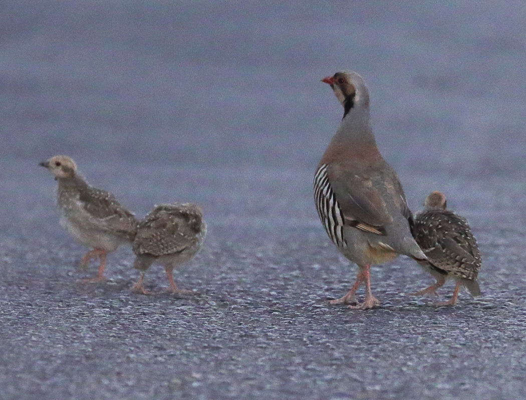 Chukar Partridge