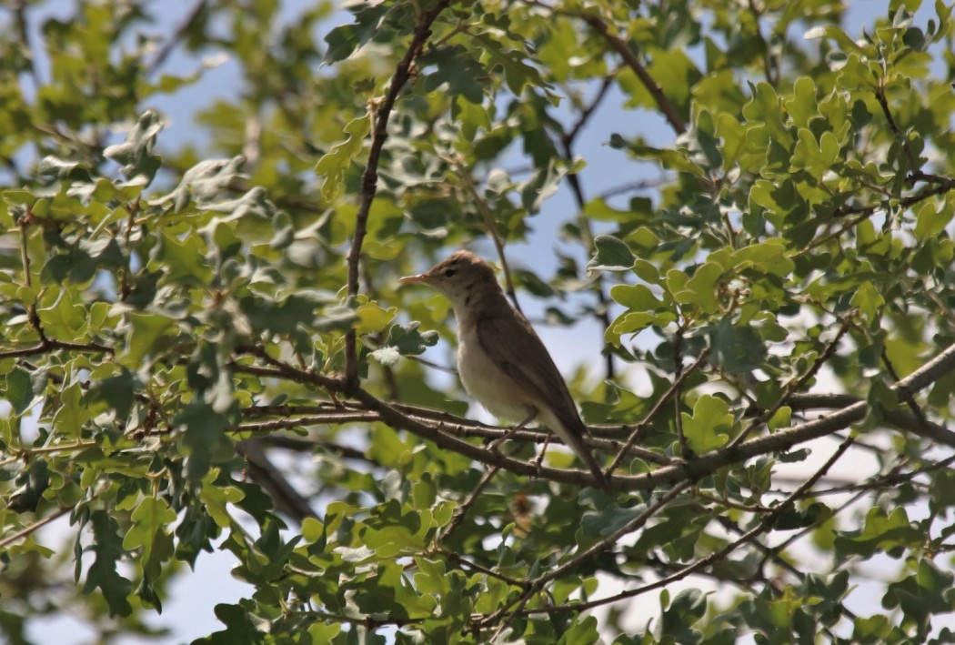 Eastern Olivaceous Warbler