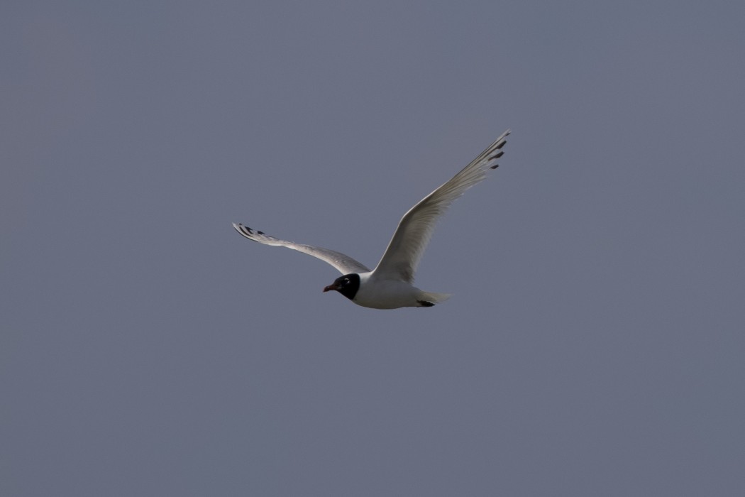 Mediterranean Gull