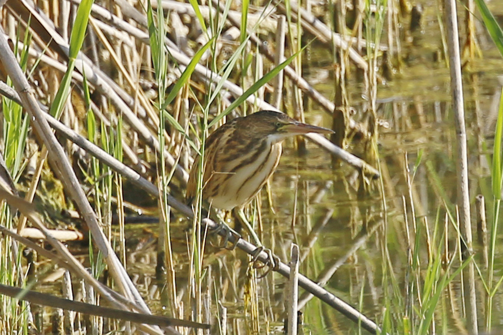 Little Bittern