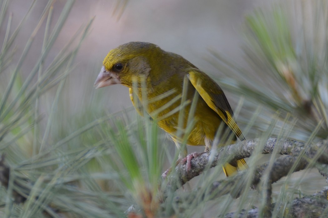 European Greenfinch