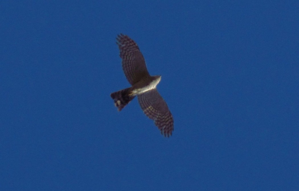 Eurasian Sparrowhawk