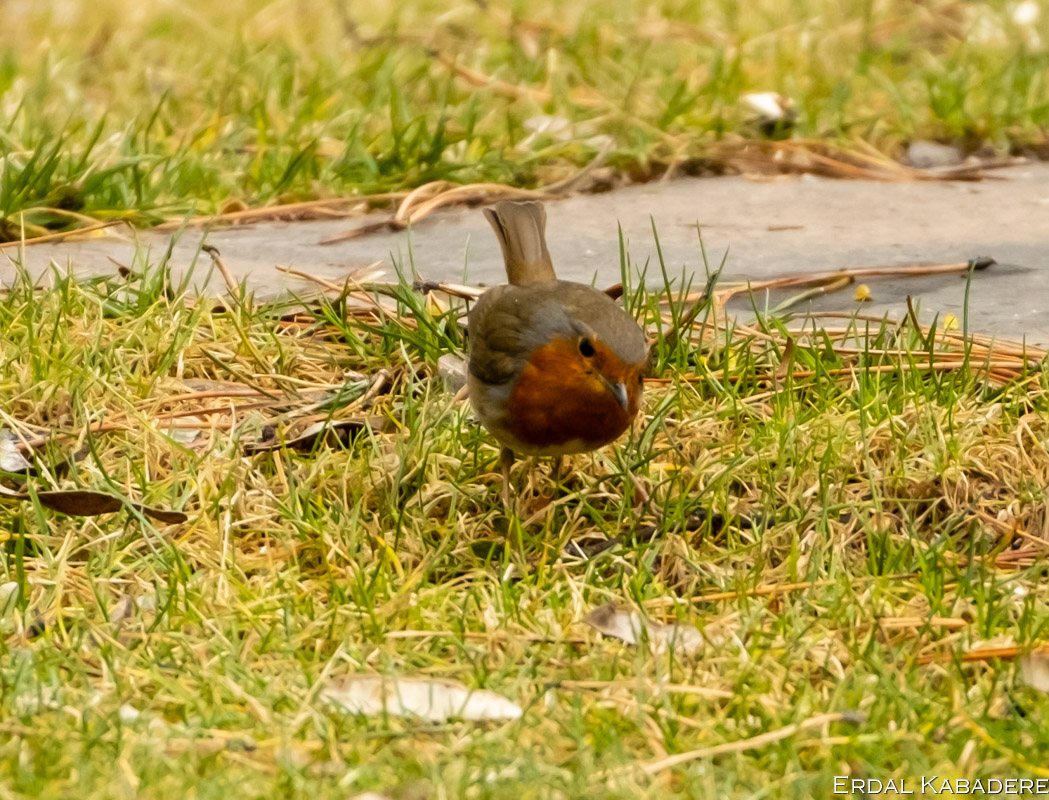 European Robin
