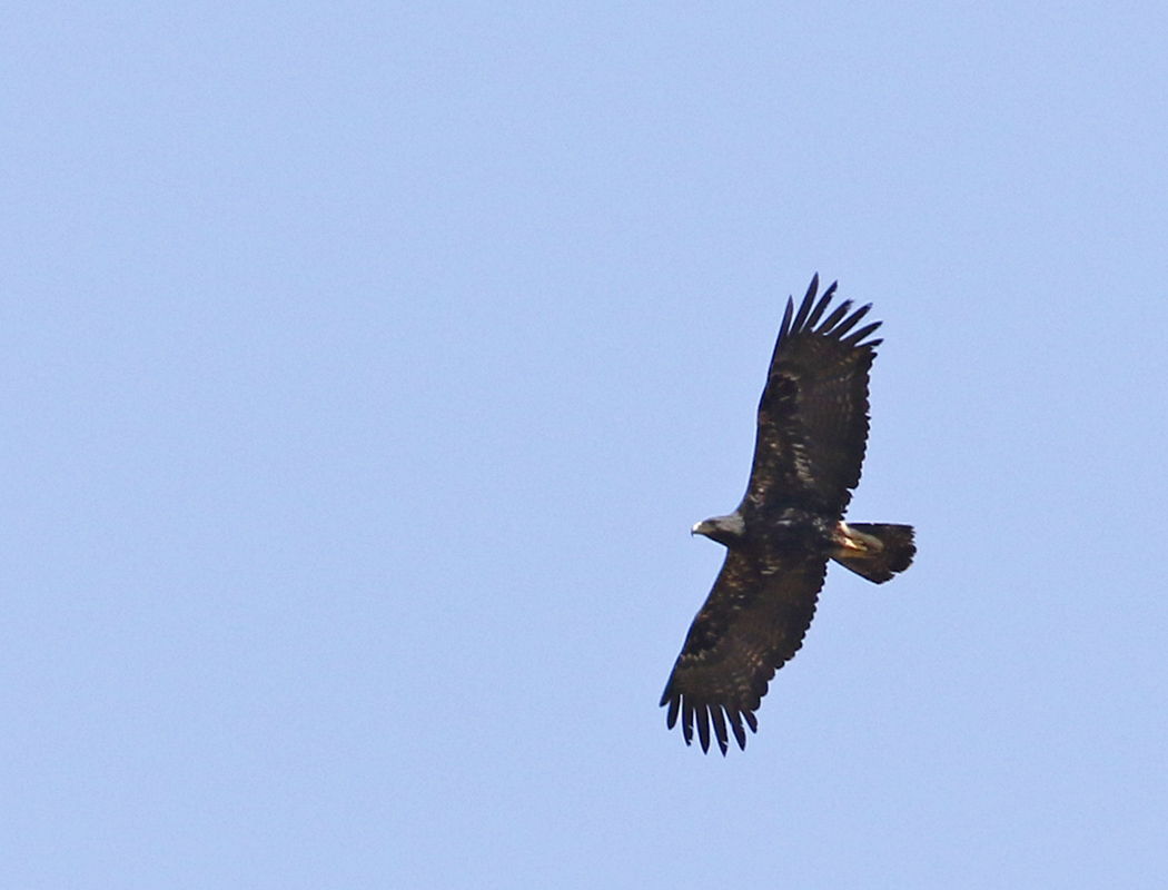 Eastern Imperial Eagle
