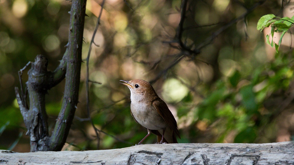 Common Nightingale