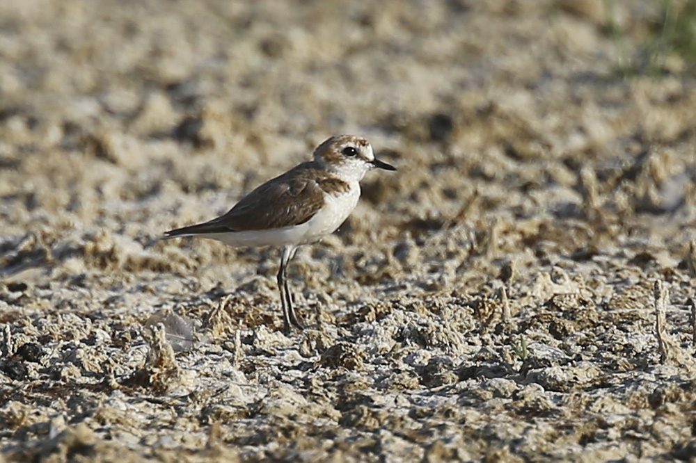 Kentish Plover