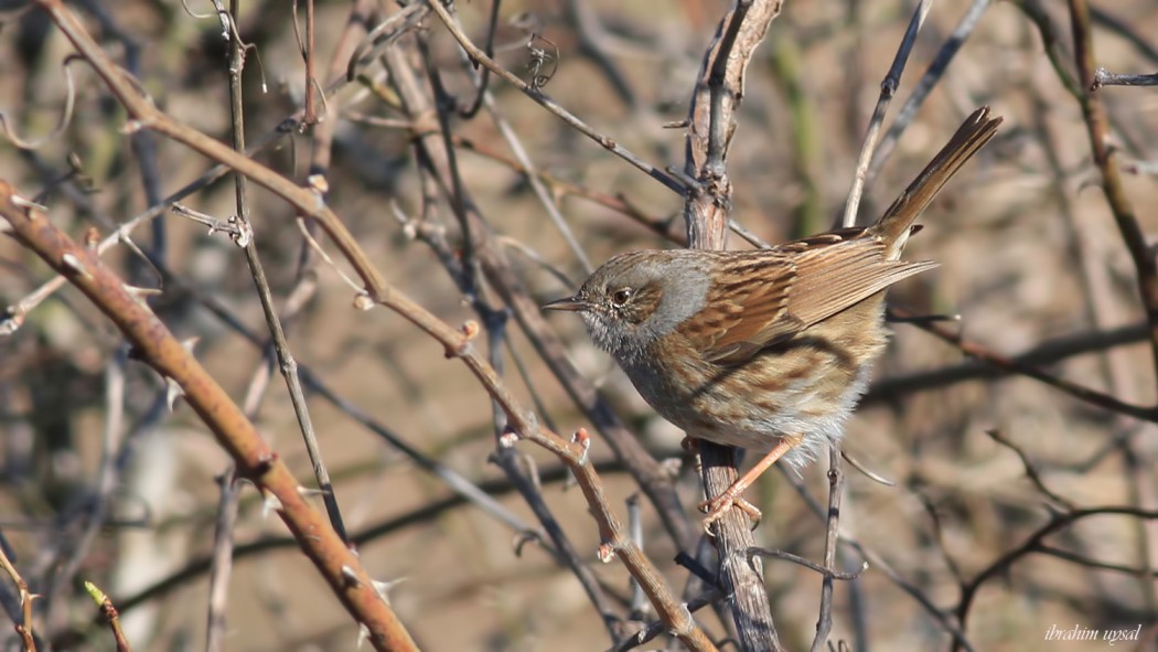 Dunnock