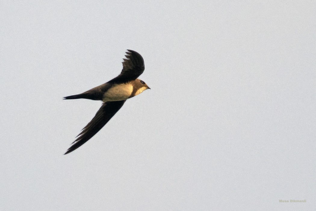 Alpine Swift