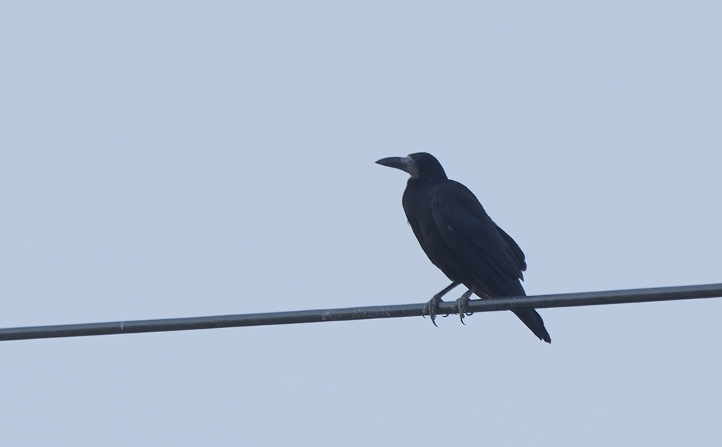 Rook