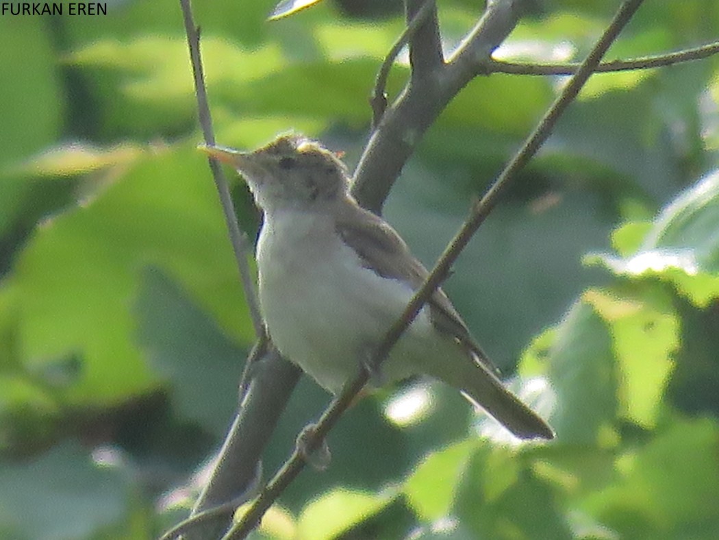 Eastern Olivaceous Warbler