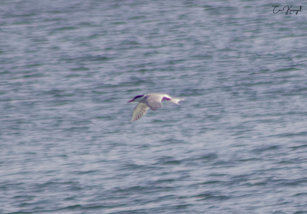 Common Tern