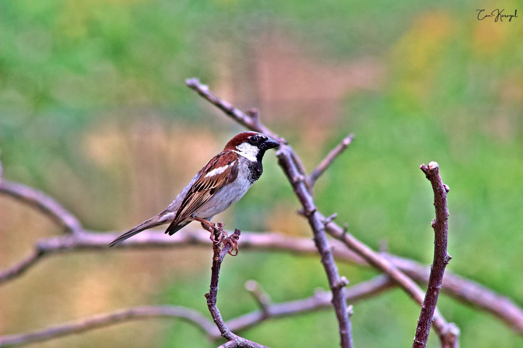 House Sparrow