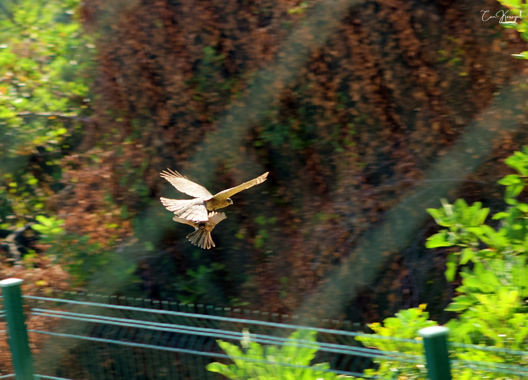 Eurasian Sparrowhawk