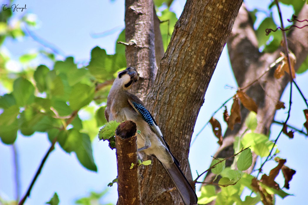 Eurasian Jay