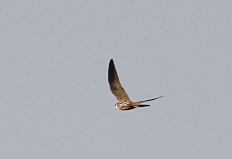 Eurasian Hobby