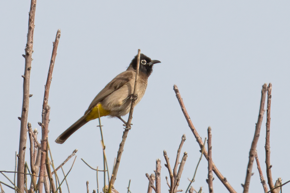 White-spectacled Bulbul