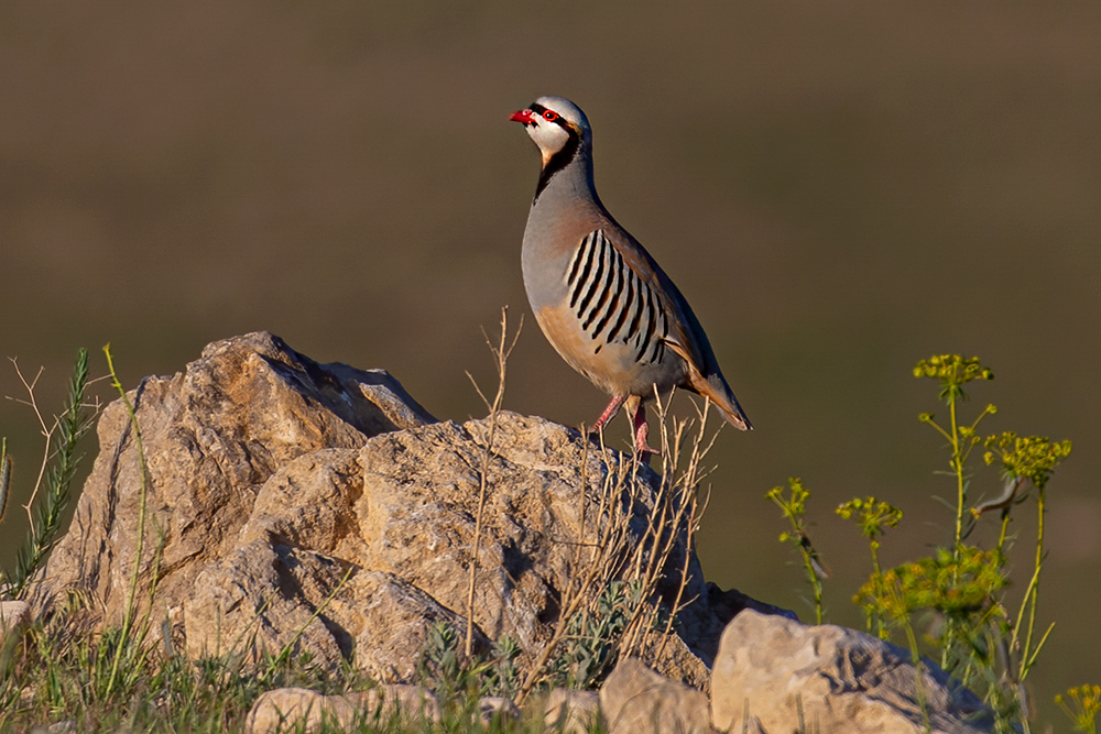 Chukar Partridge