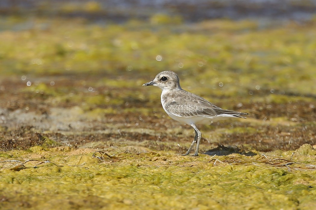 Kentish Plover