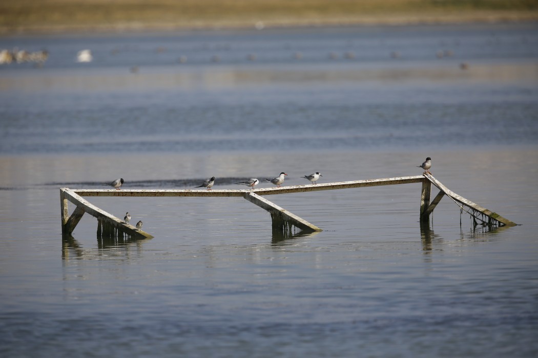 Common Tern