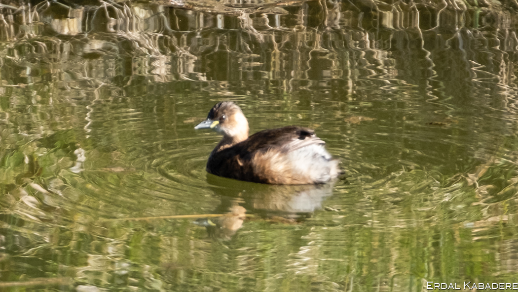 Little Grebe