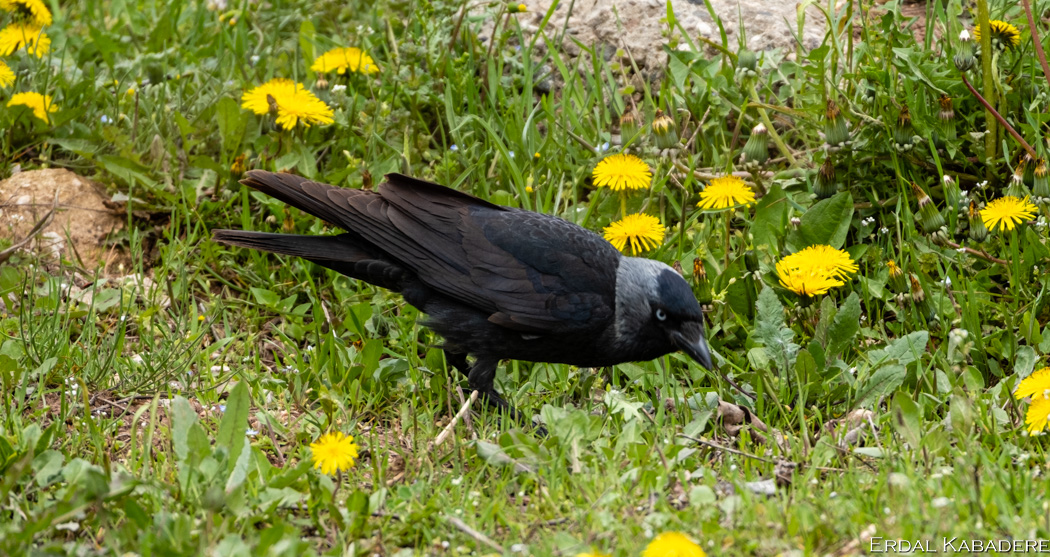 Western Jackdaw