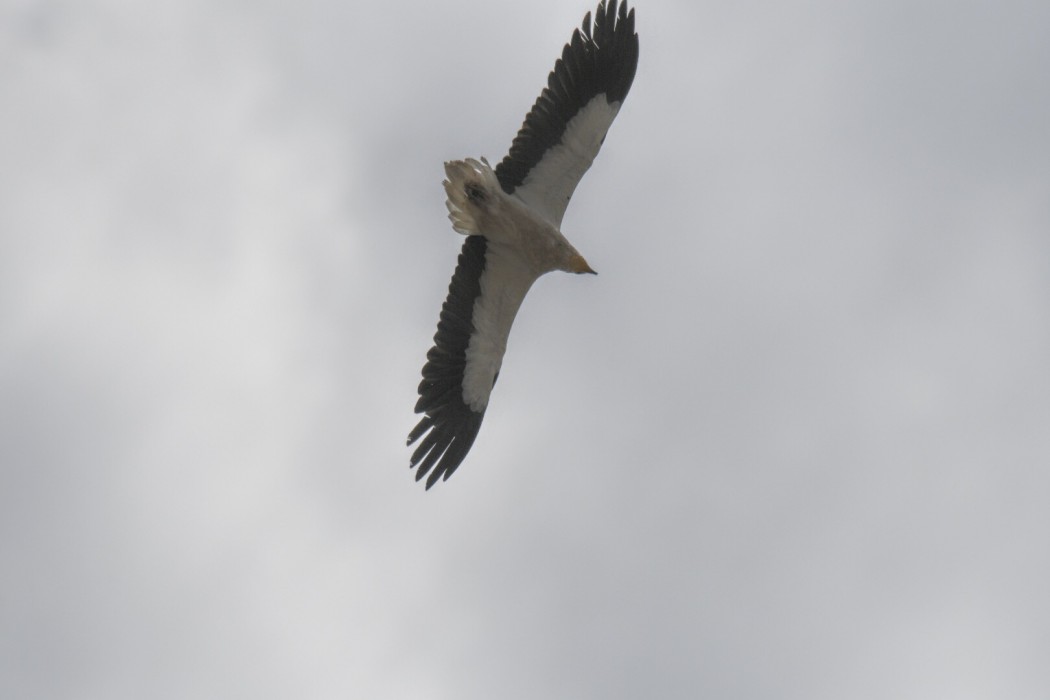 Egyptian Vulture