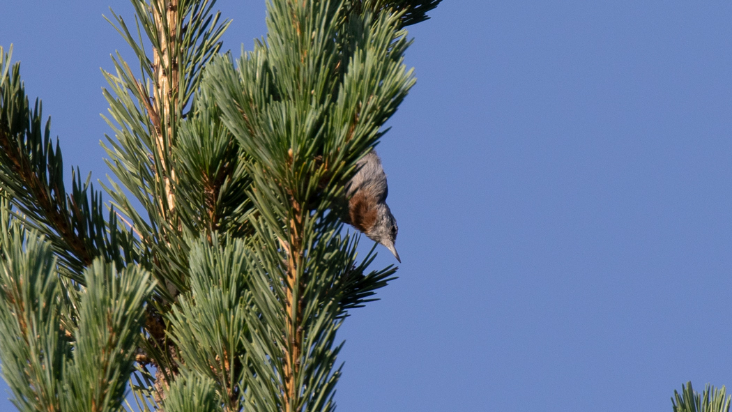 Krüper`s Nuthatch