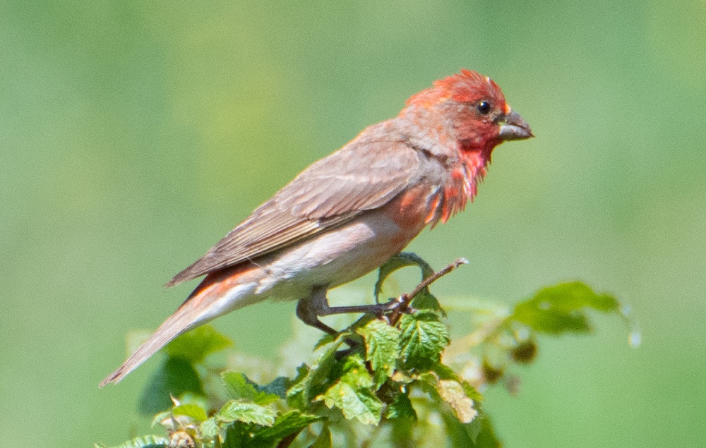 Common Rosefinch