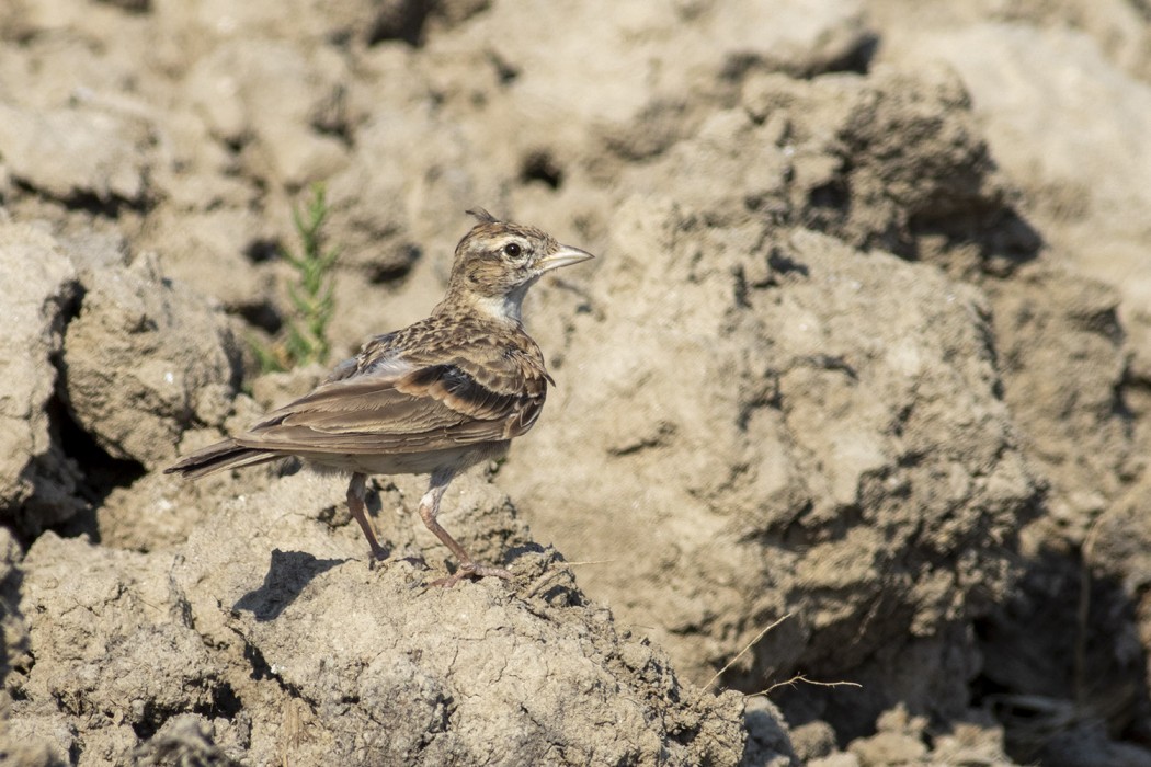 Greater Short-toed Lark