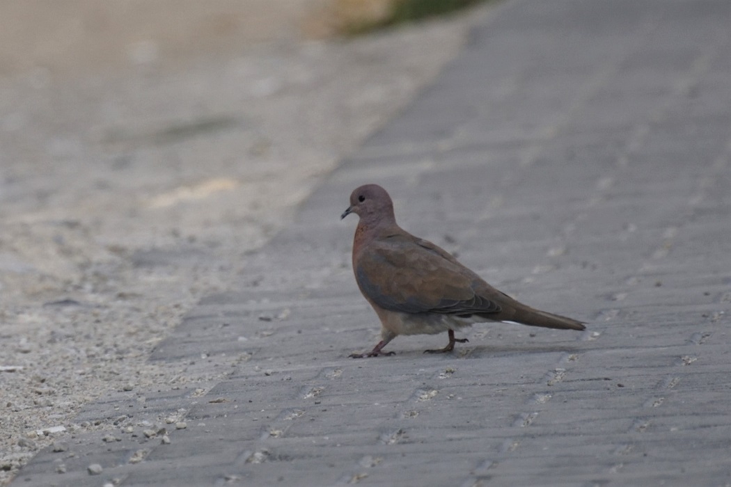 Laughing Dove