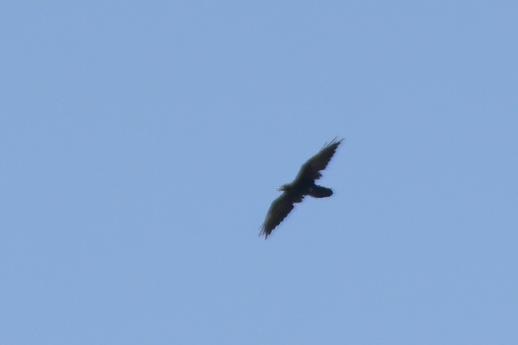 Northern Raven