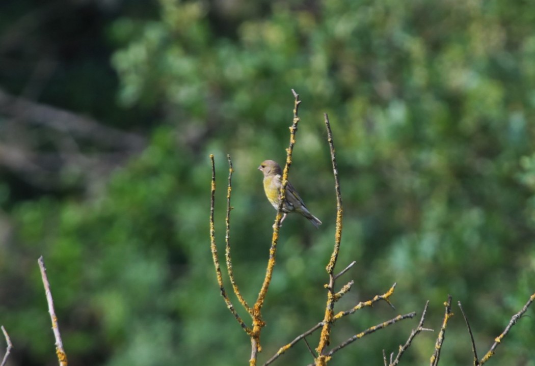 European Greenfinch
