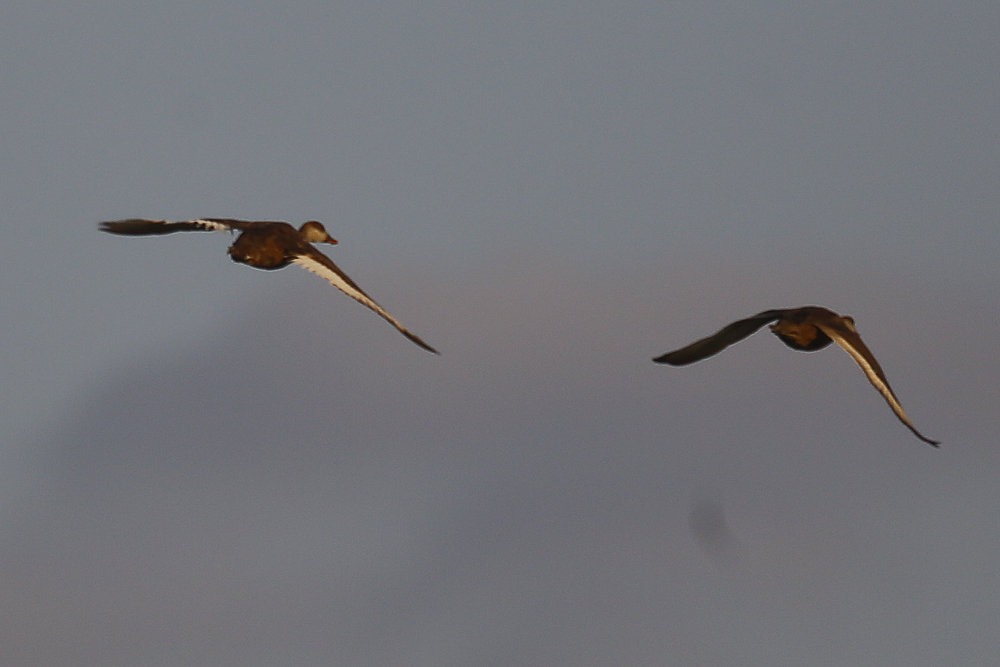 Red-crested Pochard