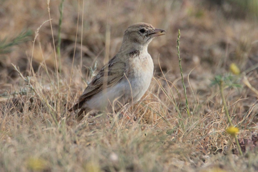Greater Short-toed Lark