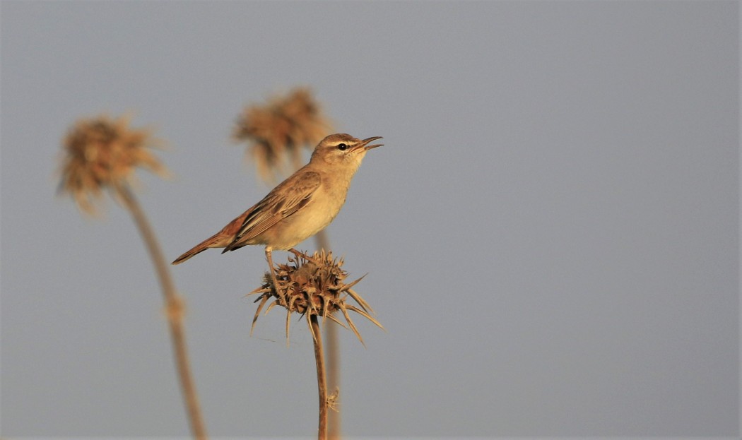 Rufous-tailed Scrub Robin